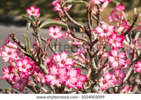 Azalea flower in blooming season, In Thailand called "DOK-CHUANCHOM" , Macro images