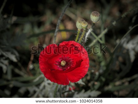 A Red poppy flower is in the garden at Chiang Rai, Thailand 