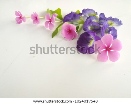 Pink bougainvillea,Butterfly pea or Blue pea and watercress flowers on white background.Happy Valentine's Day