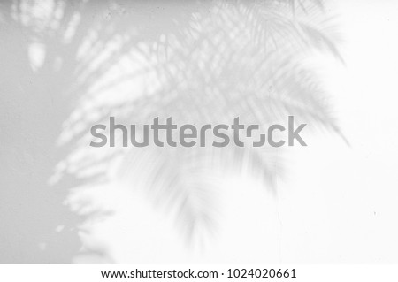 Abstract gray shadow background of natural palm leaves, trunk and palm tree branch falling on white wall texture for background and wallpaper, black and white monochrome tone 
