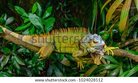Green Iguana (also known as Common or American iguana) on branch in the forest background Royalty-Free Stock Photo #1024028512