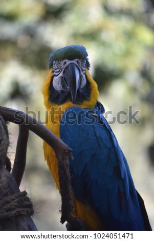 Fantastic macaw is a neotropical parrot in a perch.