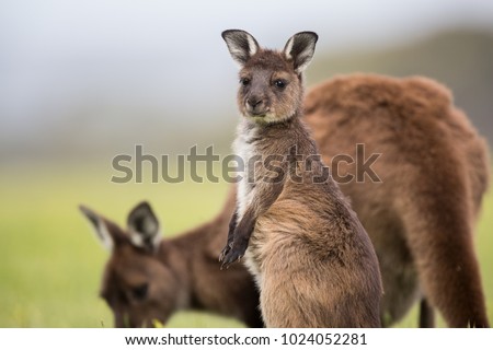 A joey western grey kangaroos. Macropus fuliginosus, subspecies Kangaroo Island kangaroo, standing in the grass.