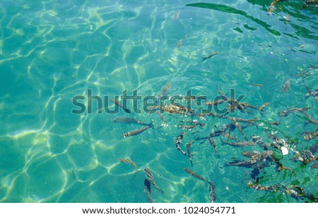 Small fish in the clear blue water. Sun highlights in the sea. Animal sea photo. Holidays nature day. Organic loving picture. Sunny day for holiday and fishing.