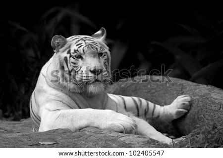 Black and white picture of a White tiger in a tropical forest