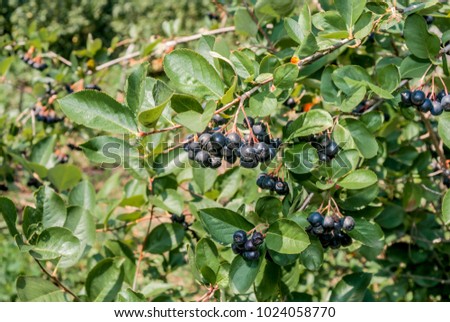Black Chokeberry (Aronia melanocarpa) in orchard, Moscow region, Russia Royalty-Free Stock Photo #1024058770