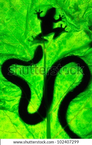 Snake hunting frog on a green leaf