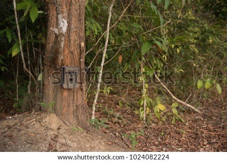 camera trap on a tree