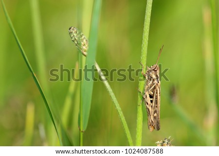 Chorthippus brunneus, grasshopper