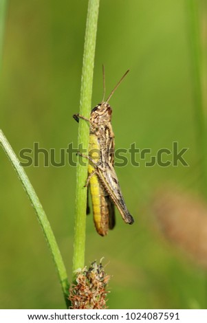 Chorthippus brunneus, grasshopper