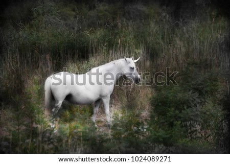 A white unicorn in a field