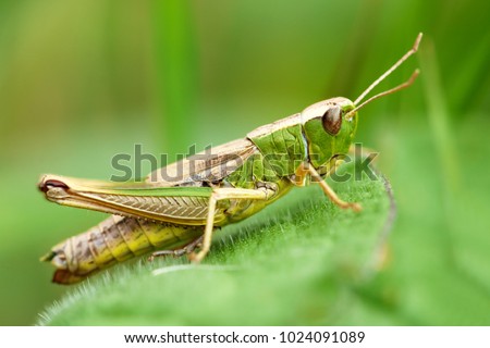 Meadow grasshopper, grasshopper Royalty-Free Stock Photo #1024091089