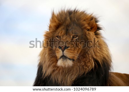 Lion Panthera leo Royalty-Free Stock Photo #1024096789