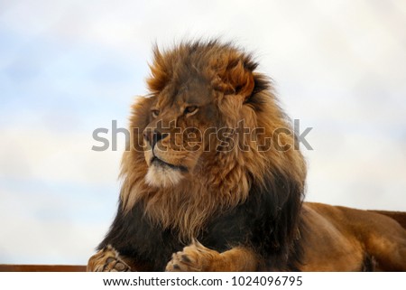 Lion Panthera leo Royalty-Free Stock Photo #1024096795