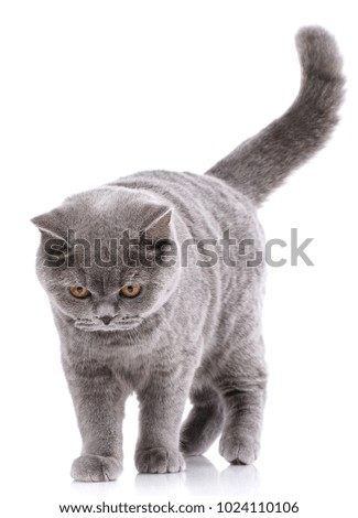 Gray cat british straight on a white background. Purebred cat.. Well-groomed kitten. Pet, comfort, love and serenity concept