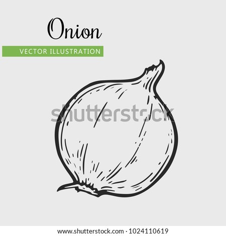 Onion vector illustration. Engraving vegatable. Onion isolated. Detailed vegetarian food. Farm market product.