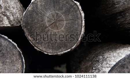 wood in garden