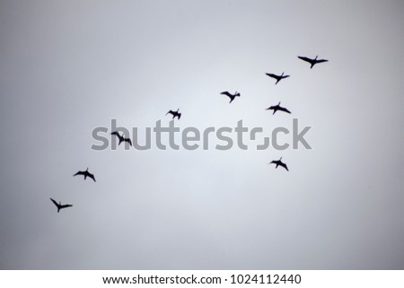 Silhouette of birds flying in the sky. Blur view.