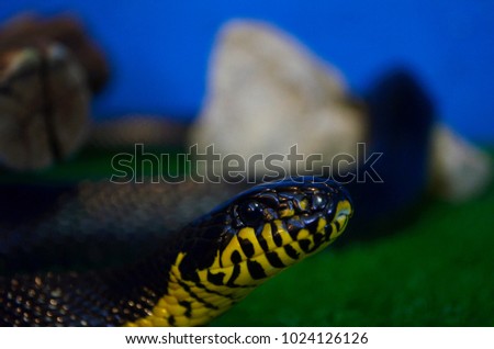 little Boiga of dendrophila closeup with blurred background