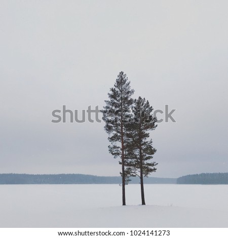 Pine trees and the lake view under the snow, forest on background and the lake under the snow