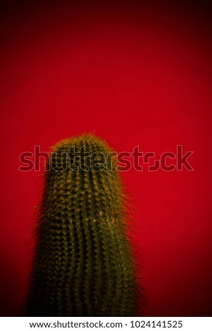 Cactus on the red background