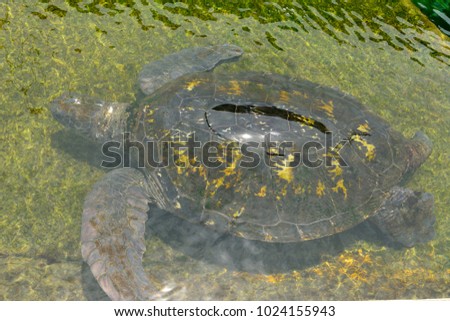 Green sea turtle (Chelonia mydas) under water.