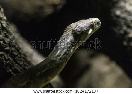 Close-up of the snake head python snake. Pythons, like their close relatives the boas, are constrictor snakes, and by definition, not poisonous