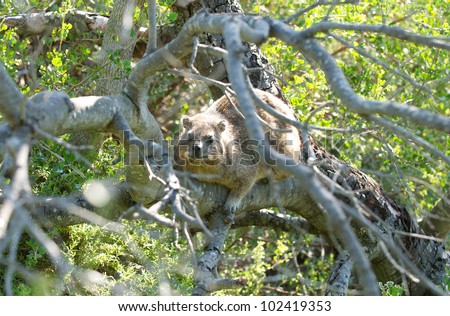 African dassie in Tree
