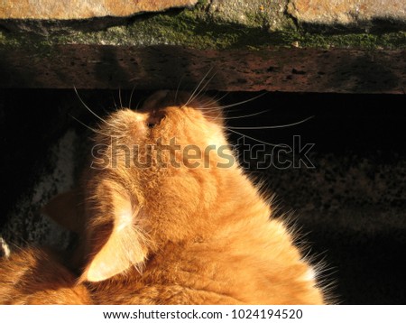 macro photo with decorative background texture of red cat hair in the rays of winter sunlight as a source for design, prints, advertising, posters, interiors