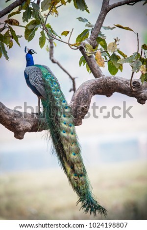 Peacock i a tree in Kanha National Park in India Royalty-Free Stock Photo #1024198807