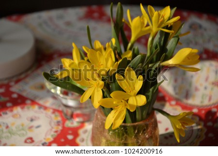 Spring flowers yellow crocuses on a table by the window in the rays of the morning sun.