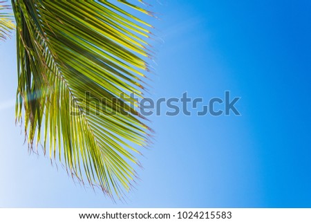 Beautiful Bright Green/Yellow Palm Leaves Against Beautiful & Gorgeous Clear & Crisp Cyan Sky Blue Sky Background - some with Clouds, some with No Clouds. Taken in Nassau, The Bahamas.
