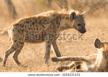Spotted Hyena in Kruger National Park, South Africa.