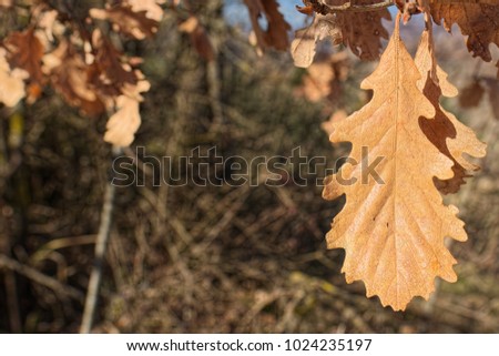 Single oak leaf on blurred twigs background with copy space for your text. Close up front view. Woodland autumn photo.