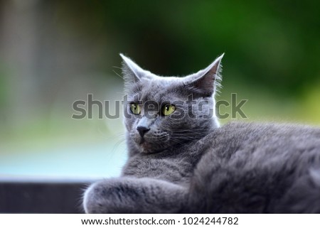 Sassy Cat Pic