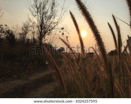 Mission grass is the symbol of summer. This picture was taken in the sunset time. Grass sunshine and dry trees can make feeling missing and lonely.