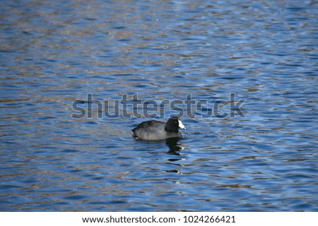 american coot in the water on a freezing winter morning
