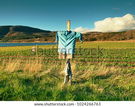 Scarecrow In Paddy. Head less Scarecrow in rural area, small strawberry field in background