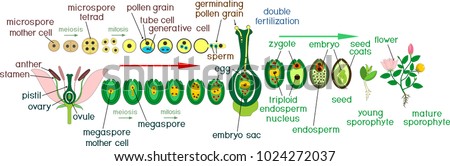 Angiosperm plant life cycle. Diagram of life cycle of flowering plant with double fertilization and titles Royalty-Free Stock Photo #1024272037