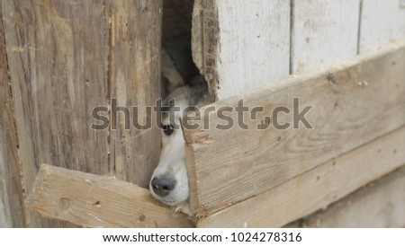 Two dogs looking through a wooden fence. Video. Two hunting dogs standing at the fence in the village. Two Dog Puppies in the cage