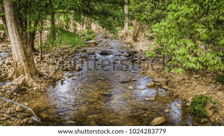 Streams in the forest .