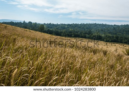 landscape of  Meadow with tree , Khao Yai National Park  Thailand .