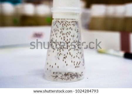 Vial containing Fruit Flies; the Fruit Fly (Drosophila melanogaster) continues to be widely used for biological research in genetics, physiology, microbial pathogenesis, and life history evolution Royalty-Free Stock Photo #1024284793
