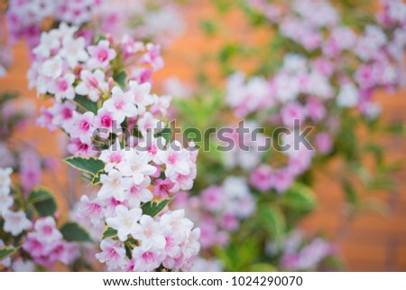 Close-up pink Weigela flowers on bush on sunny day. Spring outdoor blooming background with empty blurred space.