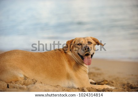 Yellow Labrador Retriever dog outdoor portrait lying on sand beach