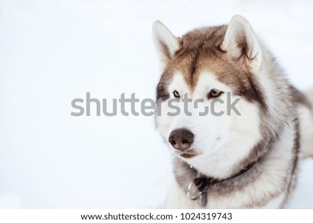 Close-up portrait of Husky dog liying in winter forest. Brown and White Siberian husky is on the snow on Sakhalin Island in Russia