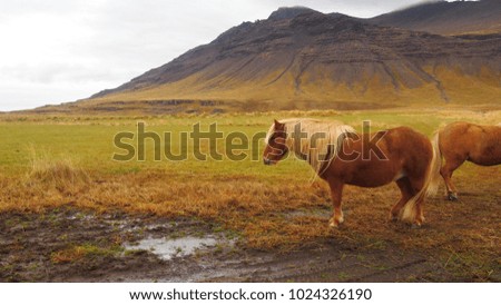 Icelandic horses standing in the field with mountain background in Iceland