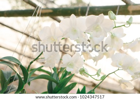 Orchid flower in tropical garden. Orchid flower growing in Chiang mai, Thaland Islands.Orchids.Floral background