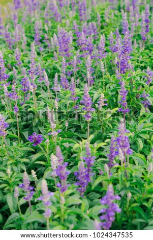 purple flower as background