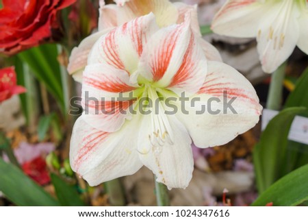 Closeup white flower in the garden